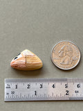 Howardite Designer Cabochon