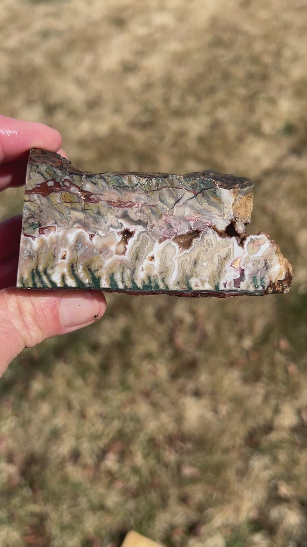 Lone Juniper Plume Agate Faced Rough